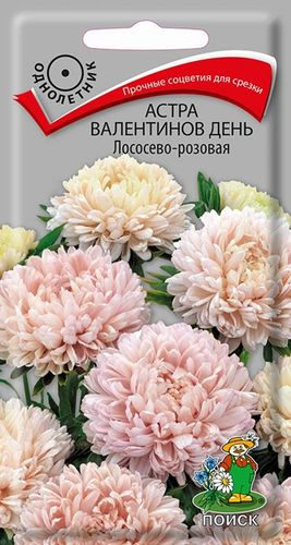 Астра Валентинов день Лососево - розовая, картинка