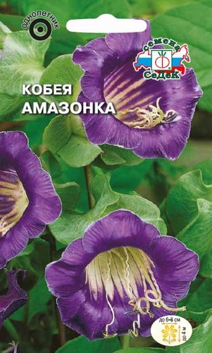 Кобея однолет Амазонка СеДек, детальное фото