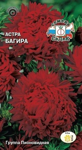 Семена Астры СеДеК Багира 0,2 г, фотография