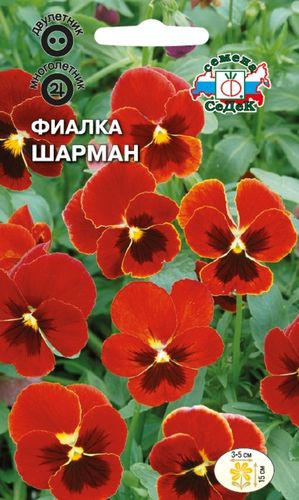 Фиалка рогатая Шарман, детальное фото