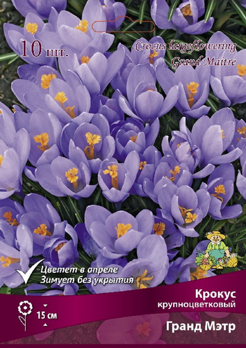 Крокус крупноцветковый Гранд Мэтр, 10шт, фотография