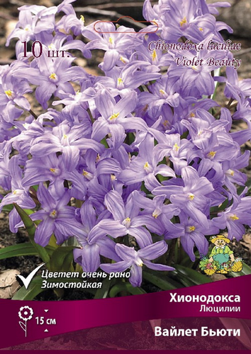 Хионодокса Люцилии Вайлет Бьюти, 10шт, картинка