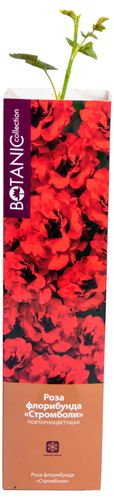 Растение Роза Флорибунда Botanic Collection Стромболи 1 шт в ассортименте, вид