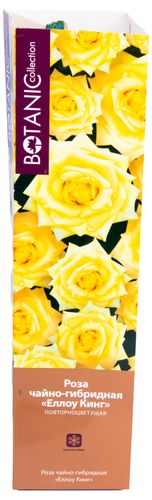 Растение Роза Флорибунда Botanic Collection Стромболи 1 шт в ассортименте, фото