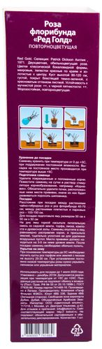 Растение Роза Флорибунда Botanic Collection Стромболи 1 шт в ассортименте, детальное фото