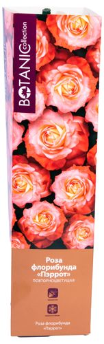 Растение Роза Флорибунда Botanic Collection Стромболи 1 шт в ассортименте, фотография