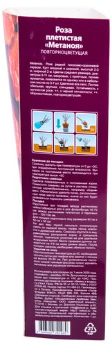 Растение Роза Флорибунда Botanic Collection Стромболи 1 шт в ассортименте, фотография