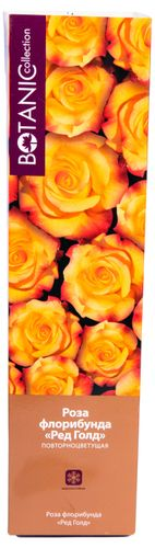 Растение Роза Флорибунда Botanic Collection Стромболи 1 шт в ассортименте, картинка