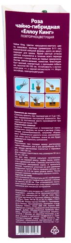 Растение Роза Флорибунда Botanic Collection Стромболи 1 шт в ассортименте, картинка