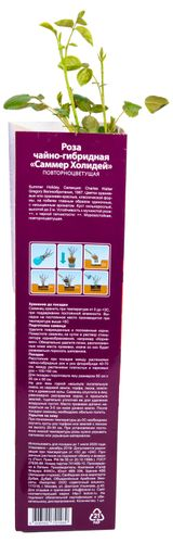 Растение Роза Флорибунда Botanic Collection Стромболи 1 шт в ассортименте, детальное фото