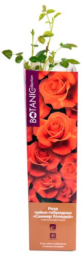 Растение Роза Флорибунда Botanic Collection Стромболи 1 шт в ассортименте, фото