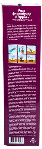 Растение Роза Флорибунда Botanic Collection Стромболи 1 шт в ассортименте, крупный план