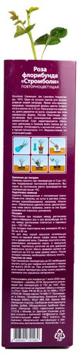 Растение Роза Флорибунда Botanic Collection Стромболи 1 шт в ассортименте, картинка