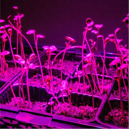 Фитолампа GARDEN SHOW светодиодная 7 Вт, фотография