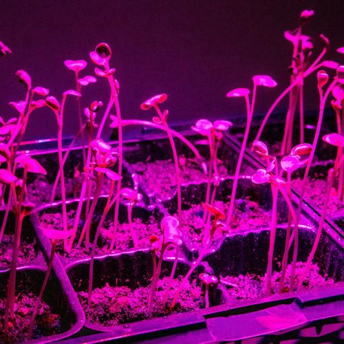 Светодиодная фитолампа GARDEN SHOW E27 15Вт, крупный план