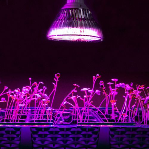 Светодиодная фитолампа GARDEN SHOW E27 15Вт, изображение