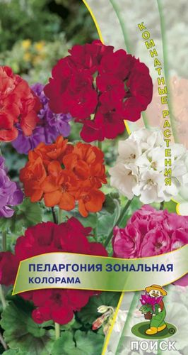 Семена Пеларгонии зональной ПОИСК Колорама 0,05 г, крупный план