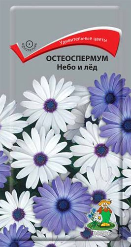 Семена Остеоспермума ПОИСК Небо и лед 0,1 г, фото