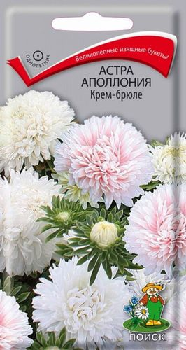 Семена Астры ПОИСК Аполлония Крем-брюле 0,3 г, крупный план