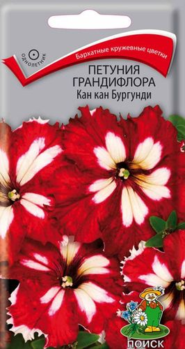 Семена Петунии крупноцветковой ПОИСК Кан Кан бургунди 10 шт, крупный план