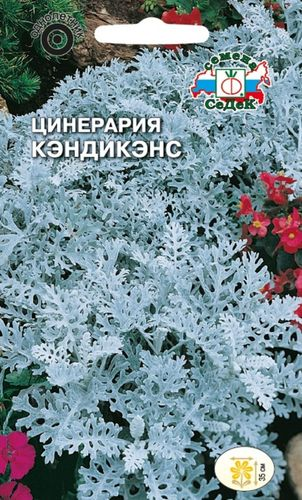 Семена Цинерарии СеДек Кэндикенс 3 г, картинка