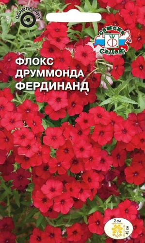 Семена Флокса друммонда СеДек Фердинанд 3 г, крупный план