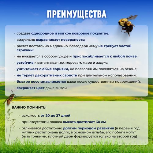 Семена мятлика Сила Суздаля 300 г, фото