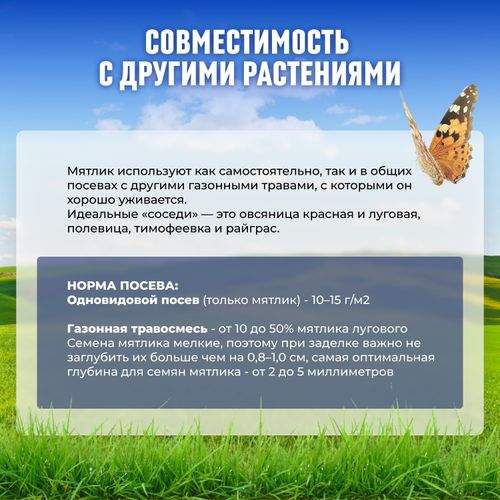 Семена мятлика Сила Суздаля 300 г, фото