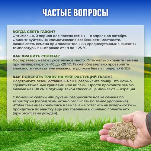 Семена мятлика Сила Суздаля 300 г, фотография