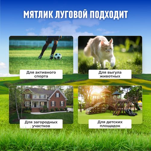 Семена мятлика Сила Суздаля 300 г, фото