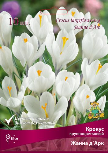 Луковицы Крокуса Поиск Жанна Д'Арк, 10шт, детальное фото