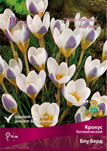 Луковицы Крокуса Поиск Блу Берд, 10шт, крупный план