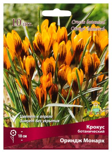 Луковицы Крокуса Поиск Ориндж Монарх, 10шт, крупный план