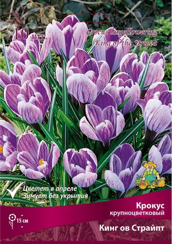 Луковицы Крокуса Поиск Кинг оф Страйп, 10шт, крупный план