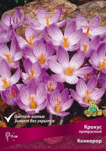 Луковицы Крокуса Поиск Конкерор, 10шт, картинка