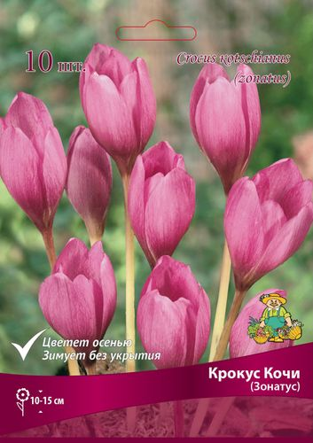 Луковицы Крокуса Поиск Кочи Зонатус, 10шт, изображение