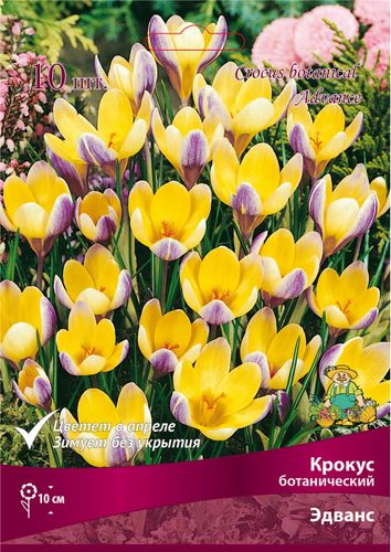 Луковицы Крокуса Поиск Эдванс, 10шт, изображение