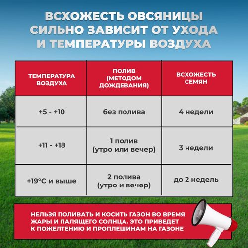 Газонная трава Овсяница тростниковая Сила Суздаля 1 кг, вид