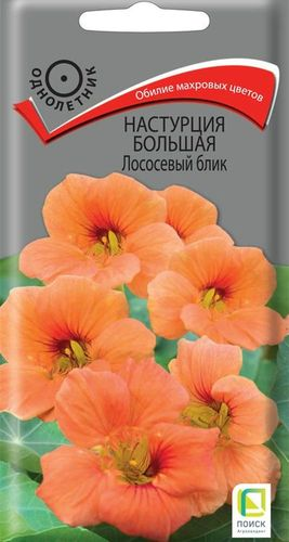 Семена настурция лососевый блик, фотография