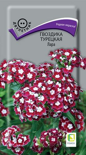 Семена Гвоздика турецкая Лара 0,3 гр, крупный план