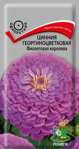 Семена цинния фиолетовая королева, вид