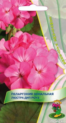Семена пеларгония люстра дип роуз, крупный план