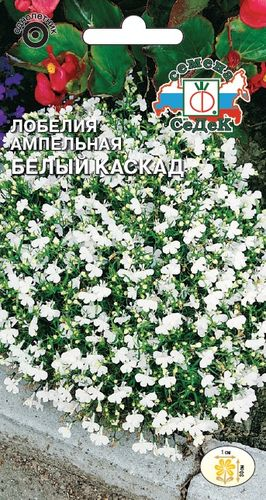 Семена цветок Лобелия, вид