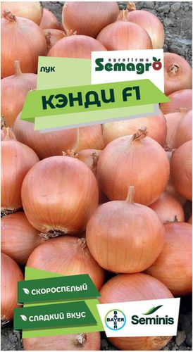 Семена лука репчатого SEMINIS КЭНДИ F1, фото