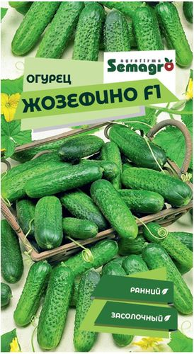 Семена огурца SEMINIS ЖОЗЕФИНО F1, фото