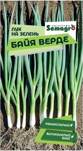 Семена лука на зелень SEMINIS БАЙЯ ВЕРДЕ, фотография