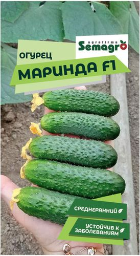 Семена огурца SEMINIS МАРИНДА F1, вид