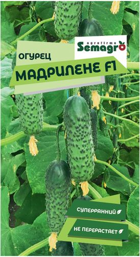 Семена огурца SEMINIS МАДРИЛЕНЕ F1, фото
