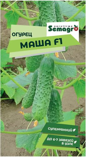 Семена огурца SEMINIS МАША F1, картинка