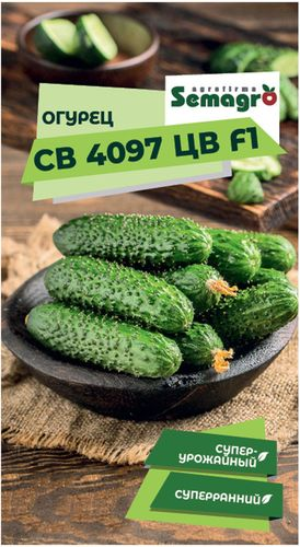 Семена огурца SEMINIS СВ 4097 ЦВ F1, детальное фото